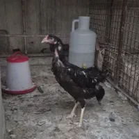 مرغ و خروس لاری