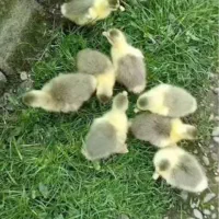 جوجه بط خارجی