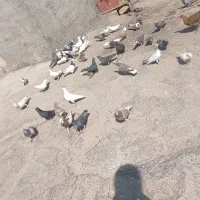 پرنده|پرنده|لوداب, |دیوار