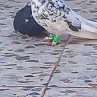 کفتر یا کبوتر