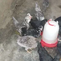 مرغ گلین ریشی چل تاج