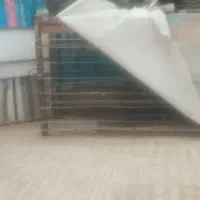 ( توری کفتری) با جفت کفتر نروماده