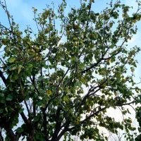 اجاره روزانه باغ ویلا در ماهدشت|اجارهٔ کوتاه‌مدت ویلا و باغ|محمدشهر, محمدشهر|دیوار