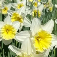 پیاز گلهای معطر|گل و گیاه طبیعی|رشت, نیروی دریایی|دیوار