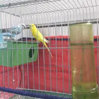 فروش دو جفت مرغ عشق انگلیسی|پرنده|داراب, |دیوار