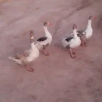 غاز|حیوانات مزرعه|کوهدشت, |دیوار