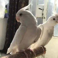 عروس هلندی آلبینو جفت جوان مولد نر ماده