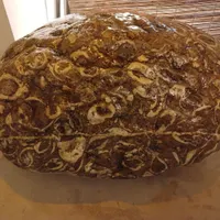 سنگ فسیلی