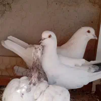 کفتر پرشی|پرنده|سیرجان, |دیوار