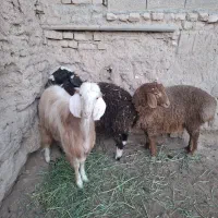 بره و بزغاله نره فول چاق