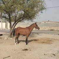 فروش اسب مادیون|اسب و تجهیزات اسب‌سواری|شیراز, ارم|دیوار