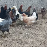 مرغ محلی|حیوانات مزرعه|ورامین, قويينک زهری|دیوار