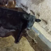 کوساله|حیوانات مزرعه|خواجه, |دیوار