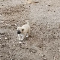 سراب|سگ|سراب, |دیوار