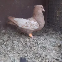 کبوتر سینه و سیاه بهبهانی|پرنده|مرودشت, کناره|دیوار