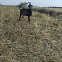 بز واسه جلو کش گوسفندا