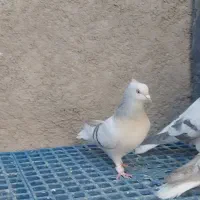 کفتر دم سفید و سینه سبز و دمبی|پرنده|صدرا-فارس, فاز ۱|دیوار