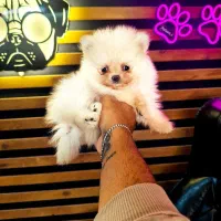 پامرخرسی پامرعروسکی توی پودل مینی شیتزو سگ جیبی