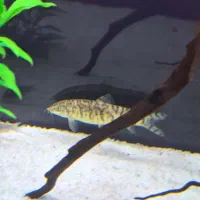 لوچ کماندو یا پاکستانی /آکواریوم/گل و گیاه