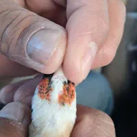 ۲عددچونه نر