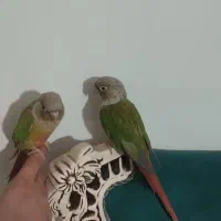 یه جفت گرینچیک بالغ رام دستی بشرط