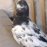 با سلام دو عدد تیدی ماده|پرنده|امیدیه, |دیوار