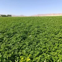 فروش بذر سیب زمینی جلی 402