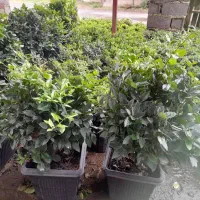 فروش گل|گل و گیاه طبیعی|چابکسر, |دیوار