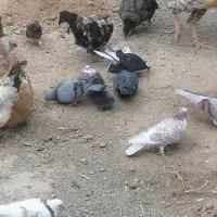 کبوتر|پرنده|گرگان, |دیوار