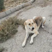 واگذاری دو قلاده سگ