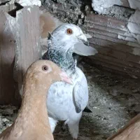 چندتاکبوتردرجه یک