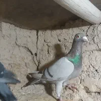 کاغذی|پرنده|محمدیه-قزوین, |دیوار