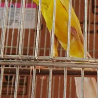 قناری طلایی یسر جیور نر دهن زن فروش میرسد