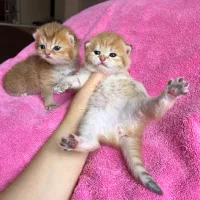 گربه های زیبا