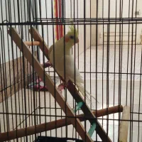 طوطی عروس|پرنده|اقبالیه, |دیوار