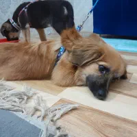 سگ پامر اشتبز|سگ|قرچک, مجتمع مسکونی طبیعت|دیوار