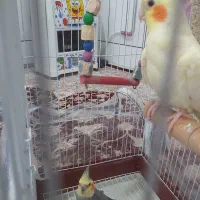 جفت عروس هلندی|پرنده|فردوس (خراسان), |دیوار