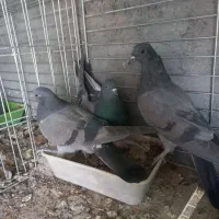 کبوتر پرشی سوسکی و سبز|پرنده|فولادشهر, فولادشهر|دیوار