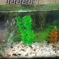 فروش اکواریوم با تمام وسایل و ماهی ها