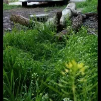 کوییک اسفند 1400.. معاوضه با مسکن مهر|خودرو سواری و وانت|کرج, کیانمهر|دیوار