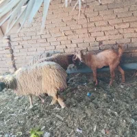 فروش گوسفند