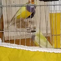 فنج گلدین|پرنده|رشت, یخسازی|دیوار