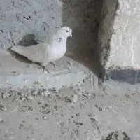 خال سبز اصیل|پرنده|خاش, |دیوار