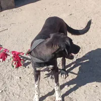 سگ نگهبان گیرندع ماده سیاه|سگ|ایرانشهر, |دیوار