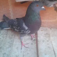 کبوتر تهرانی|پرنده|نائین, |دیوار