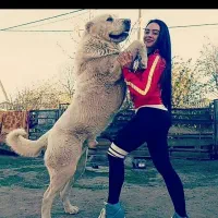 سگ اصل سراب 1ساله