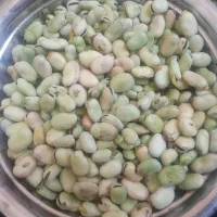 باقلا عالی با قیمت مناسب