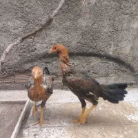 مرغ لاری|حیوانات مزرعه|خرم‌آباد, |دیوار