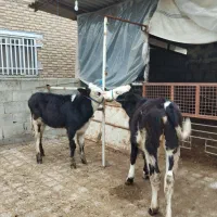 پنج راس گوساله ماده جنس . گاو قربانی