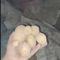 سیب زمینی|خدمات باغبانی و درختکاری|شیروان (خراسان), |دیوار